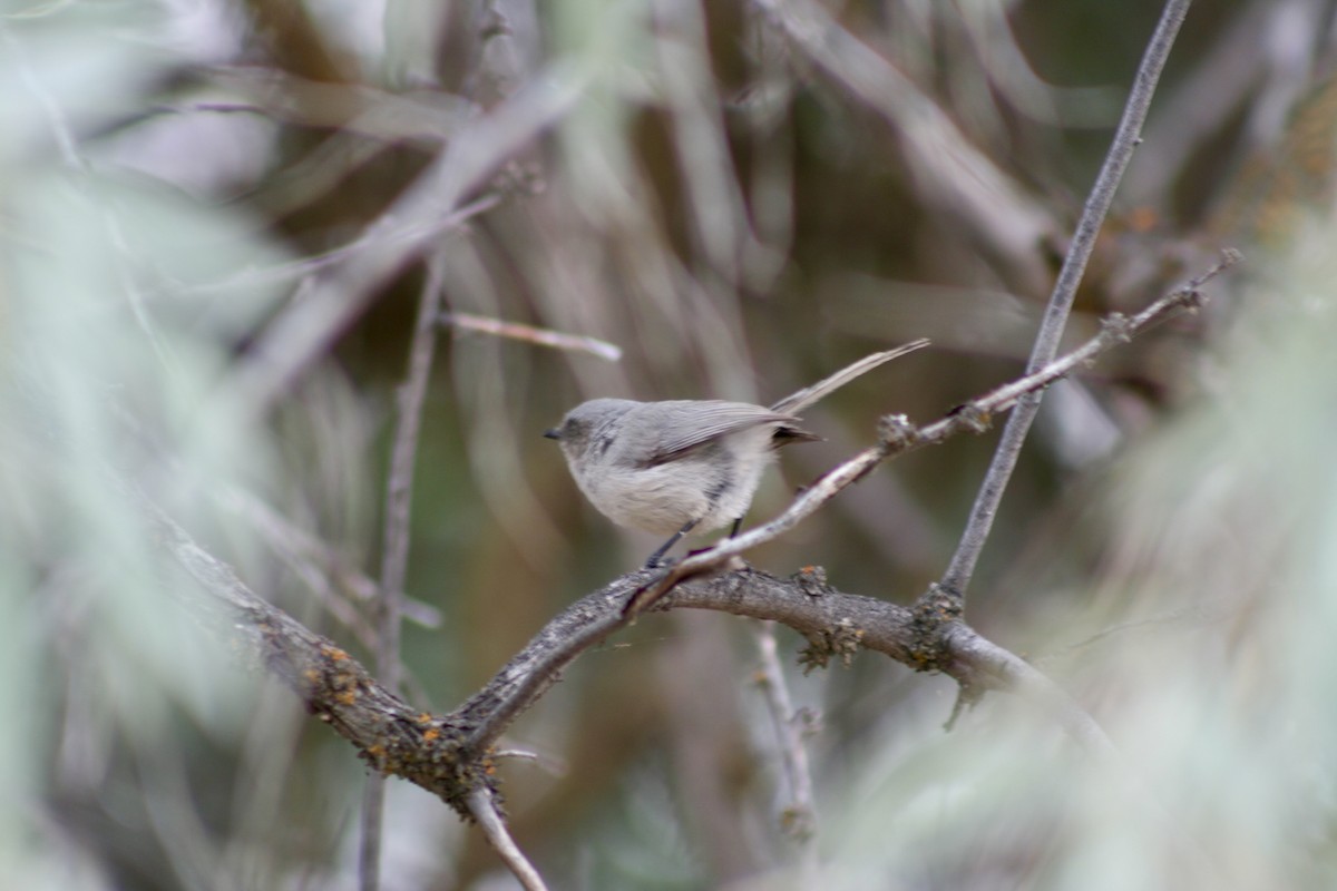 Bushtit - ML622046313