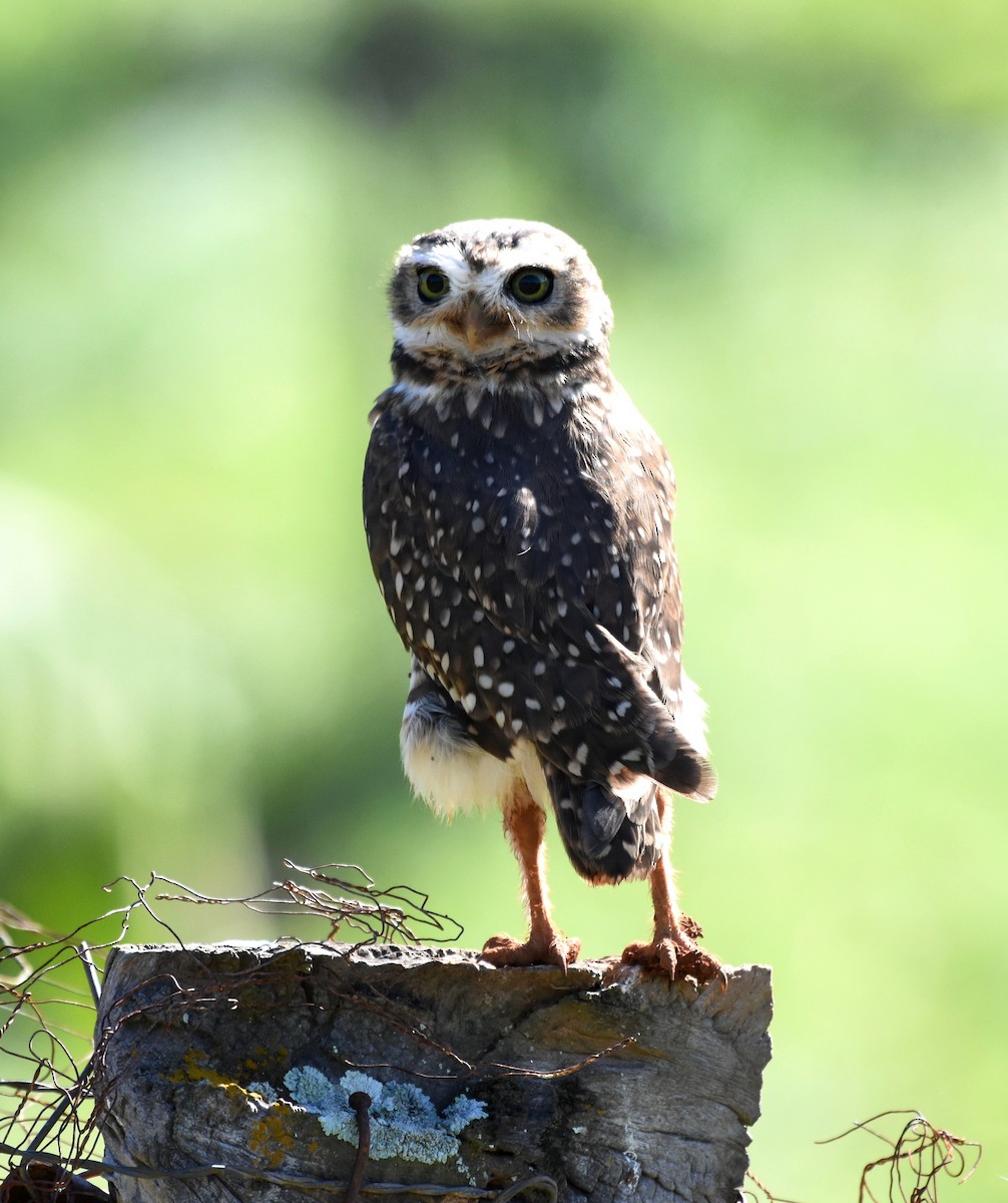 Burrowing Owl - Giusepe Donato