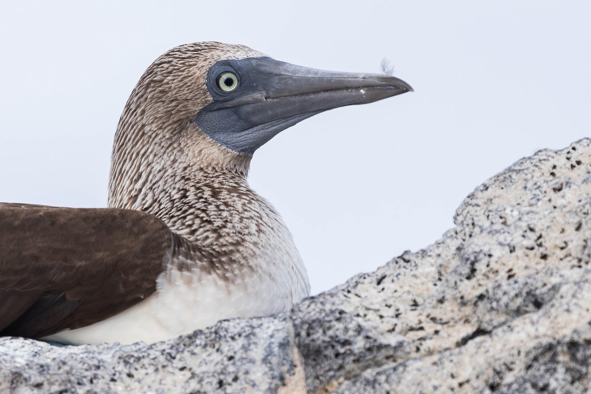 Blue-footed Booby - ML622046429