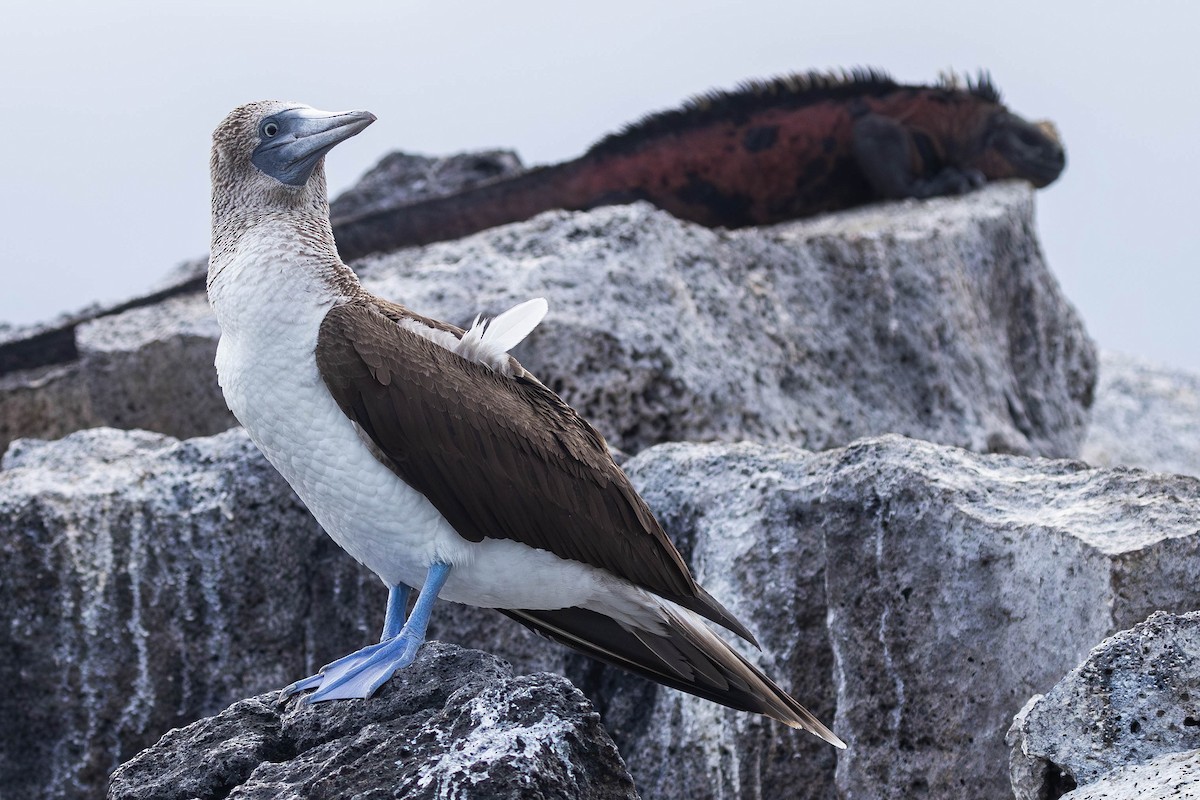 Blue-footed Booby - ML622046430