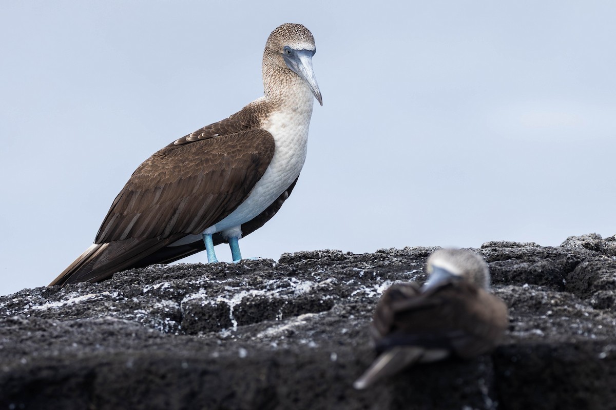 Blue-footed Booby - ML622046431