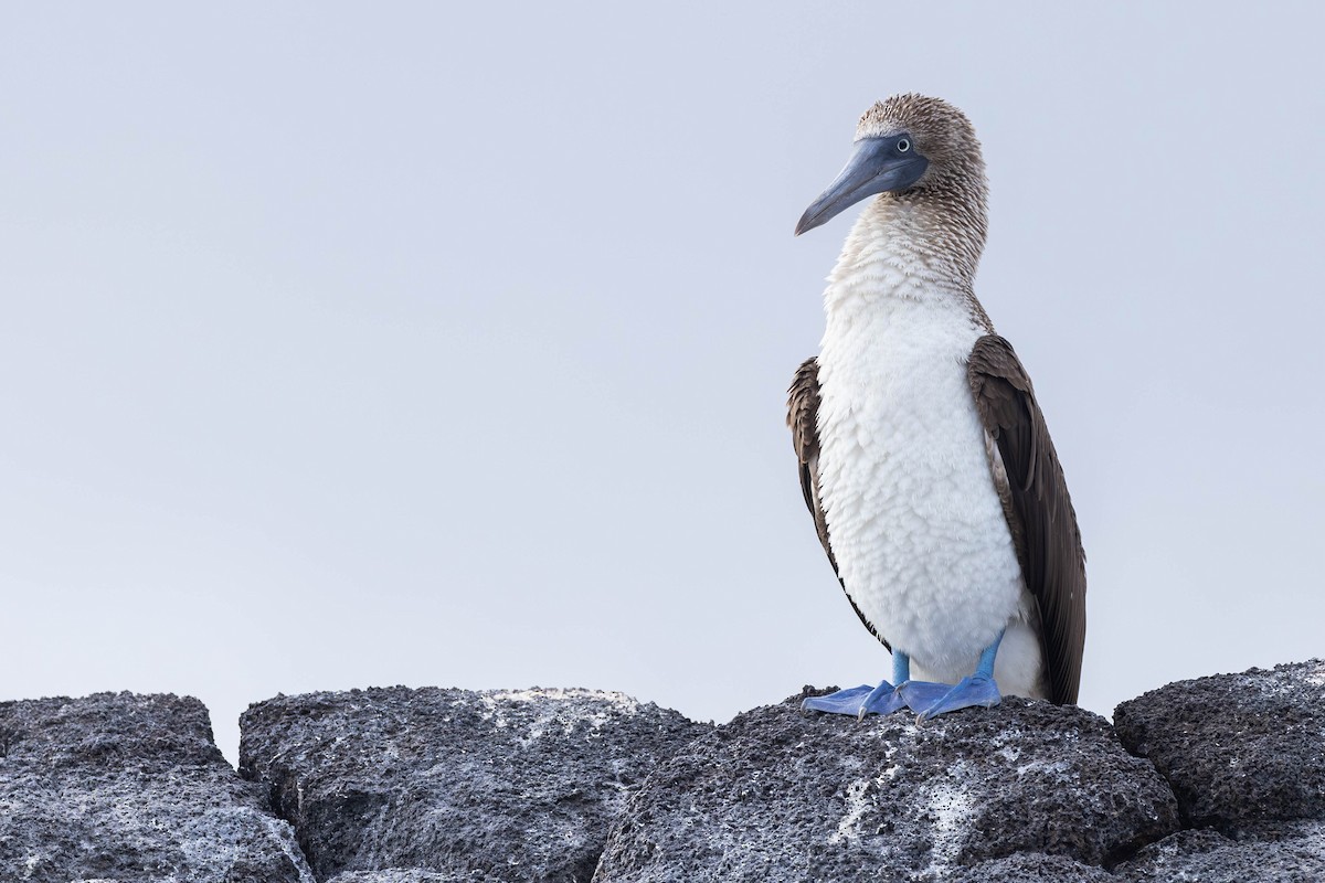 Blue-footed Booby - ML622046434
