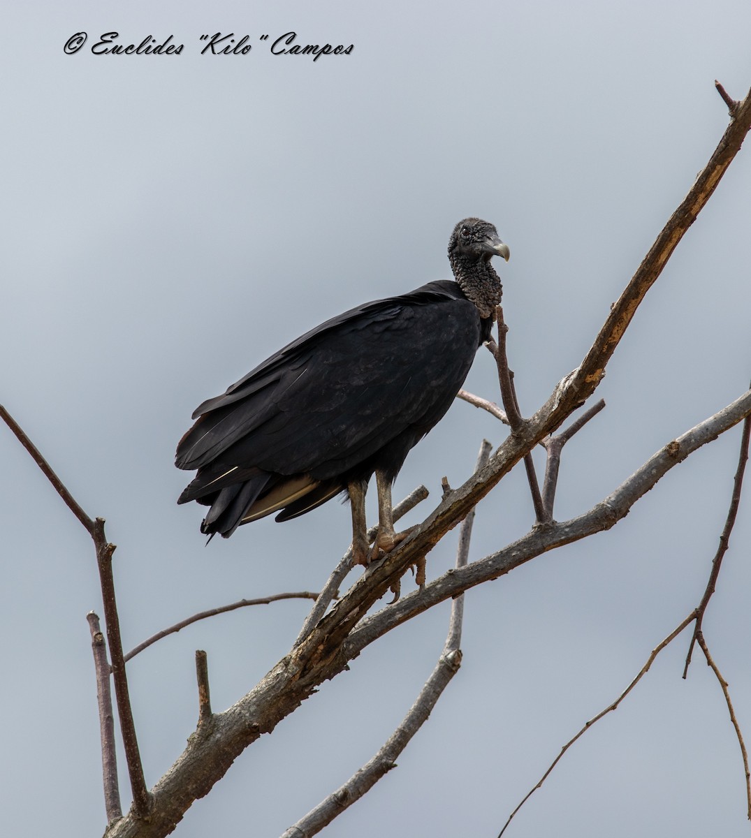 Black Vulture - ML622046435