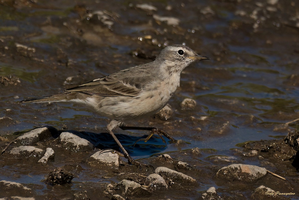 Water Pipit - ML622046447