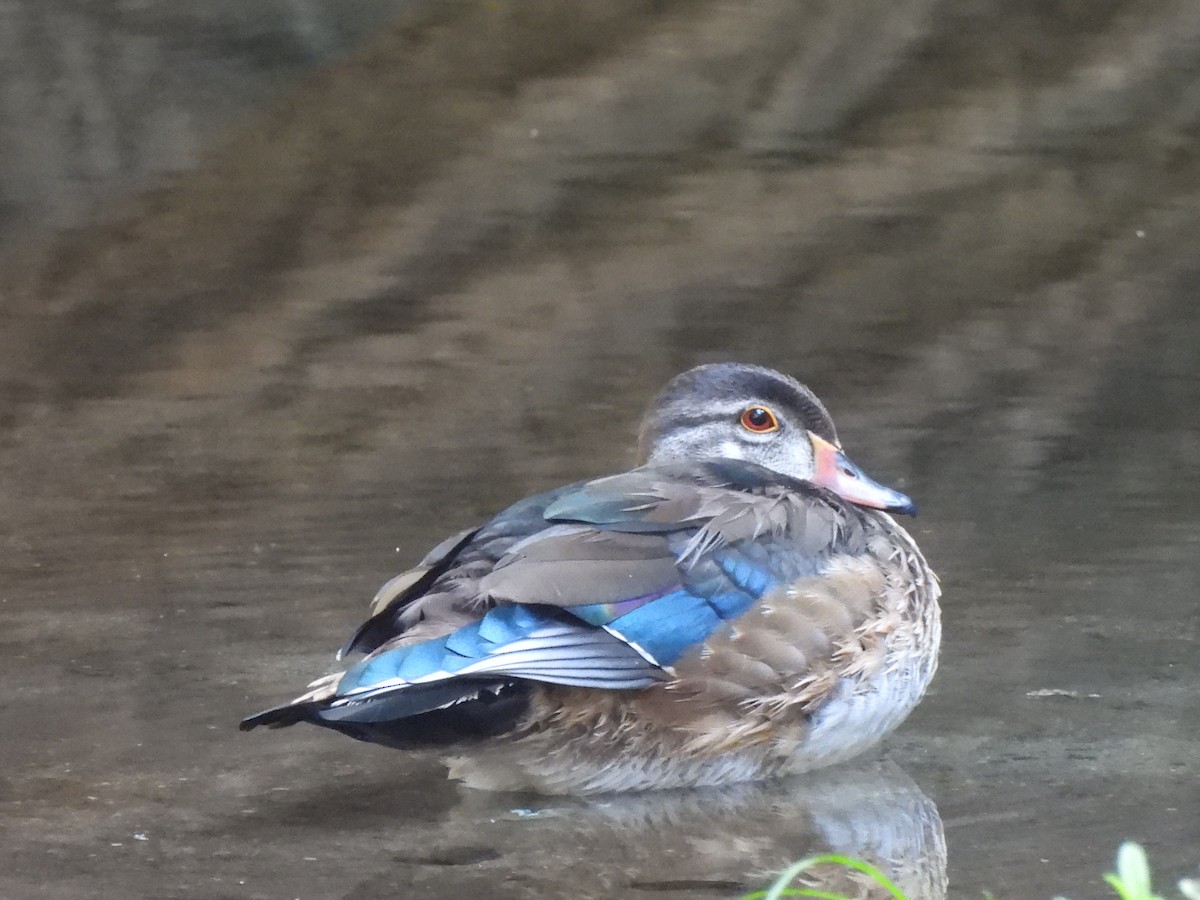 Wood Duck - ML622046462