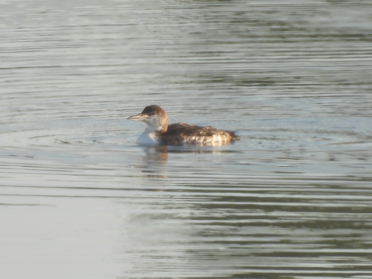 Plongeon huard - ML622046470