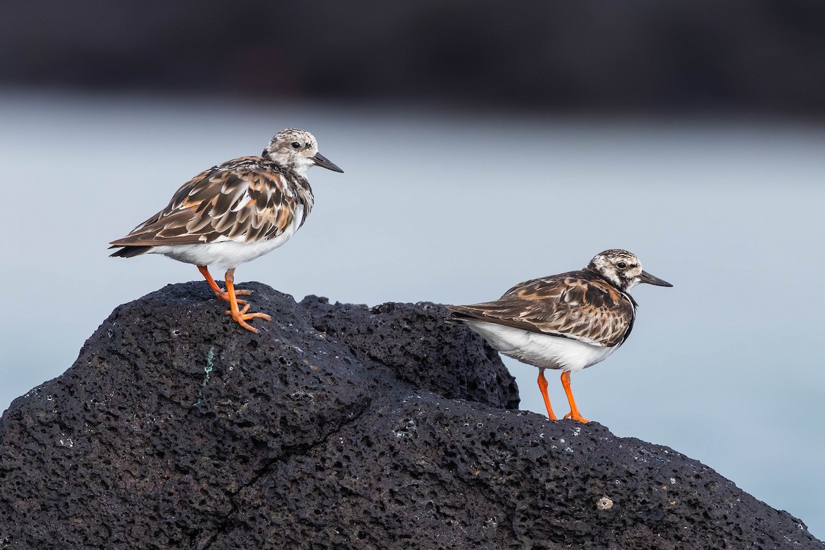 Ruddy Turnstone - ML622046491