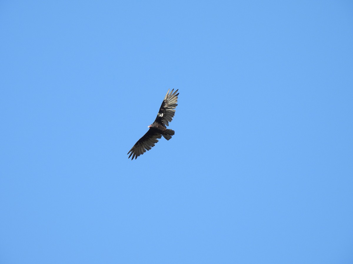 Turkey Vulture - ML622046493