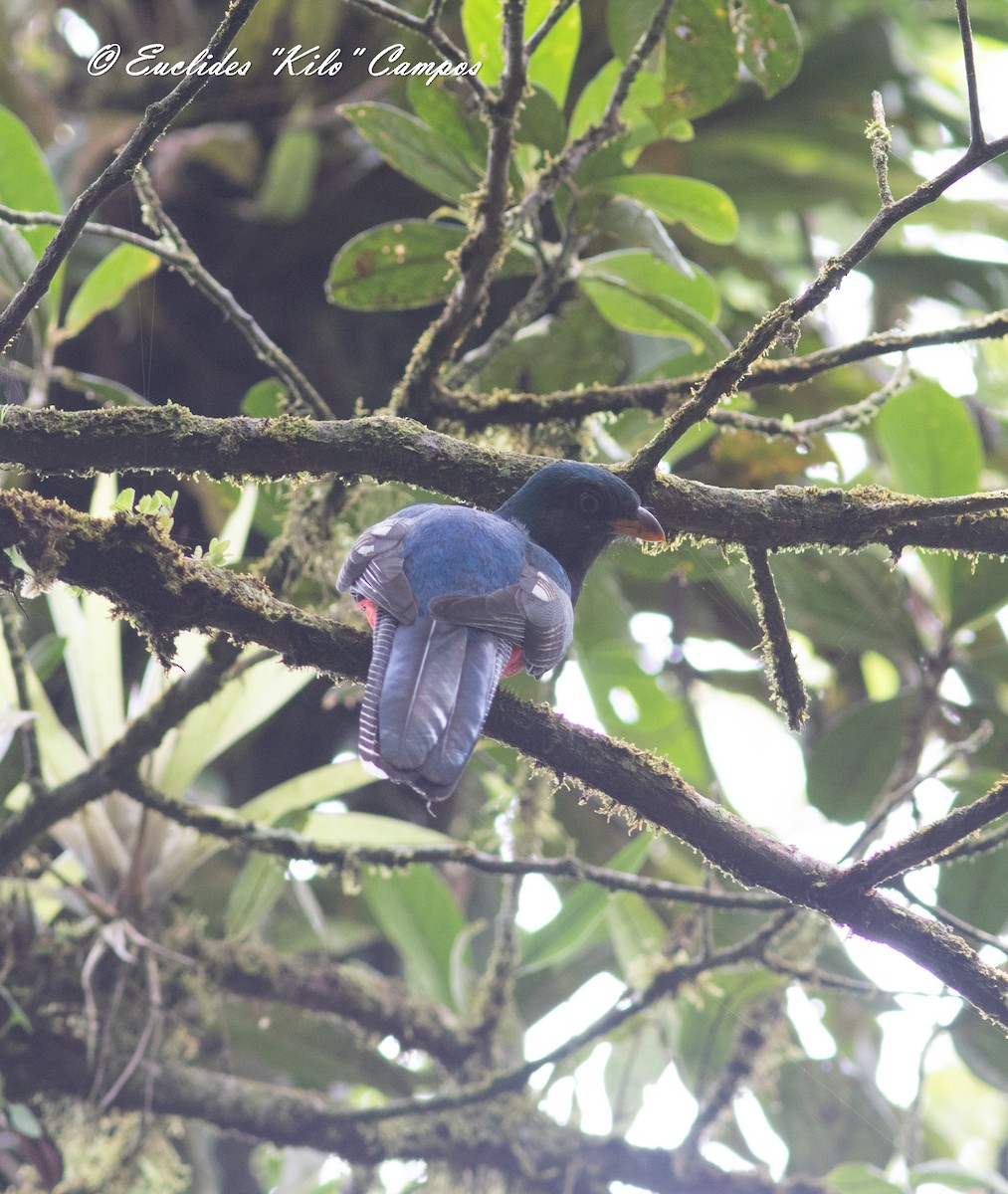 Lattice-tailed Trogon - ML622046516