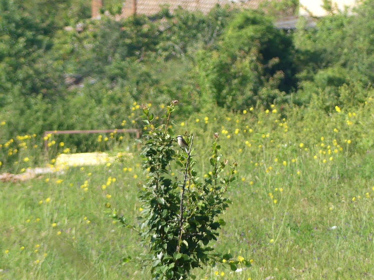 Red-backed Shrike - ML622046522