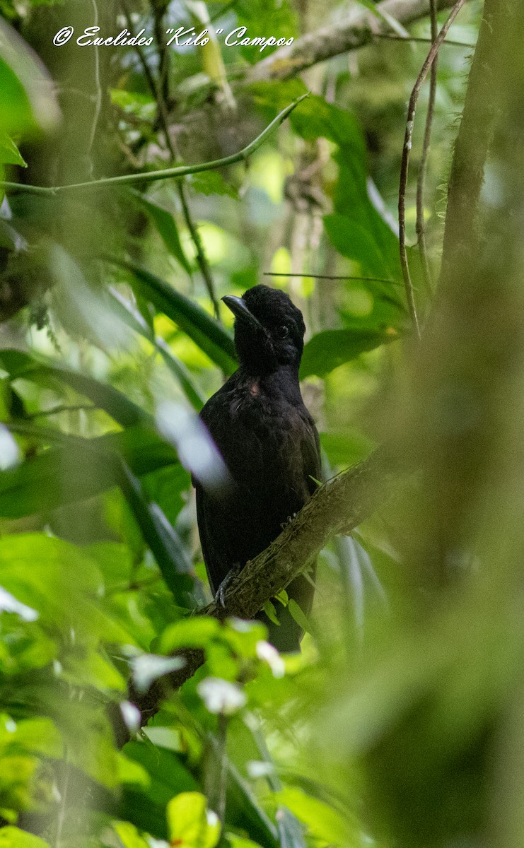 Bare-necked Umbrellabird - ML622046530