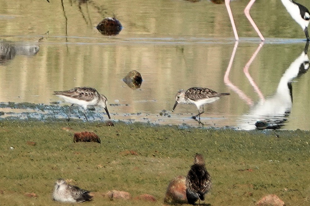 Western Sandpiper - ML622046536