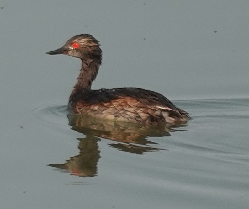 Eared Grebe - ML622046538