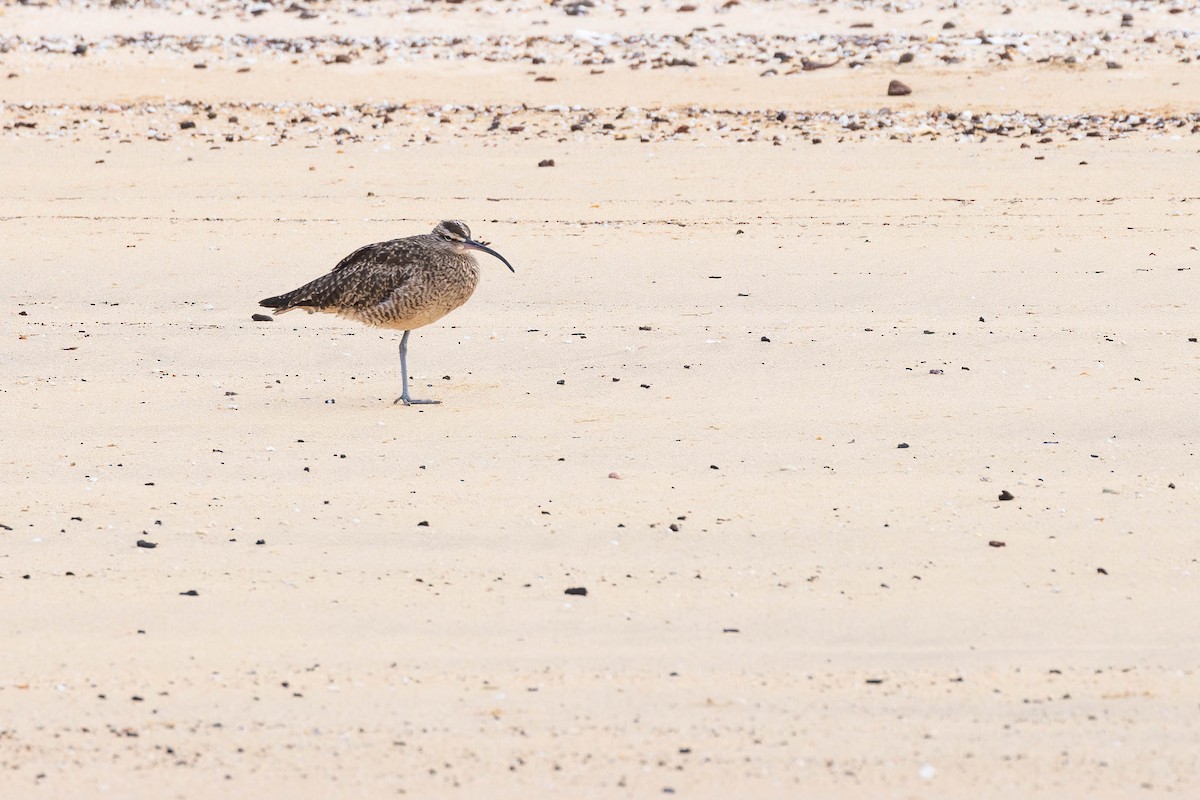 Whimbrel (Hudsonian) - ML622046542