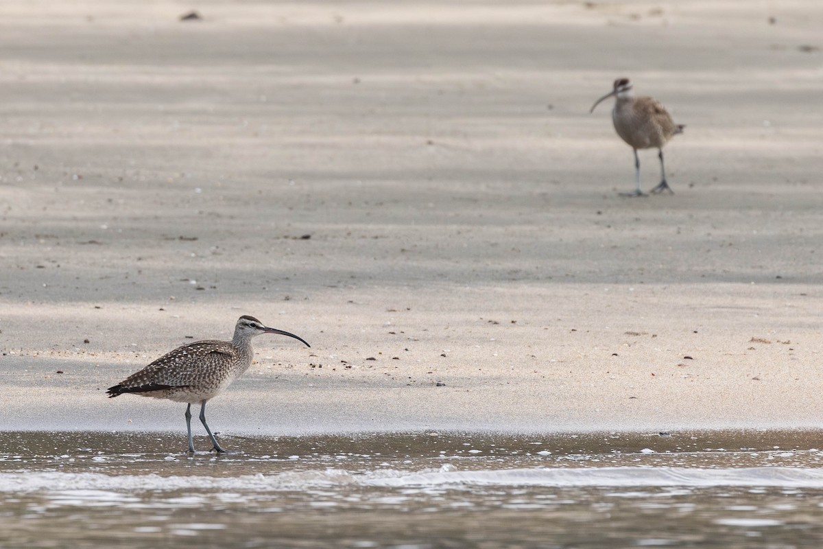 Whimbrel (Hudsonian) - ML622046543