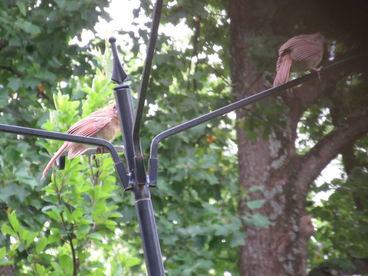 Northern Cardinal - Tara Ada and Calla Clifton