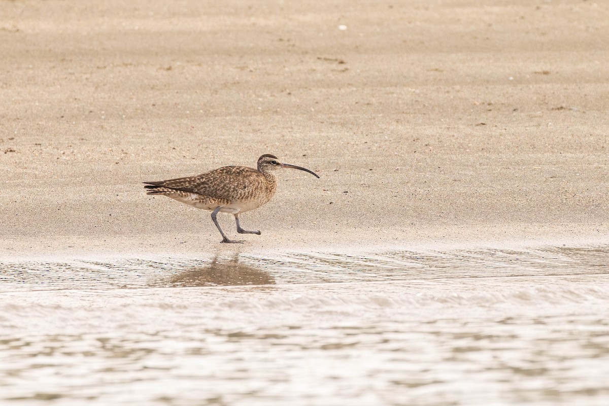 Whimbrel (Hudsonian) - ML622046545