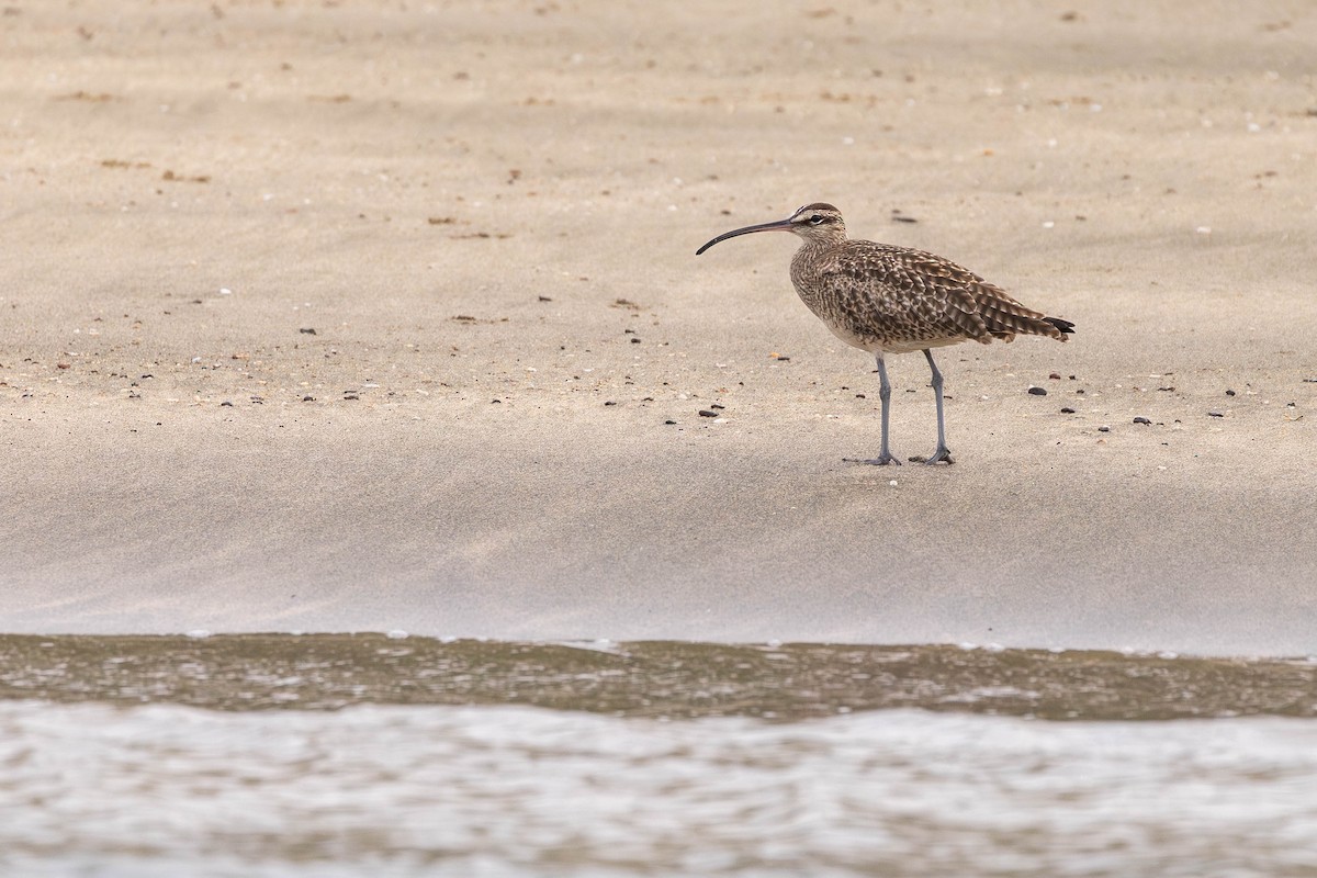 Whimbrel (Hudsonian) - ML622046546