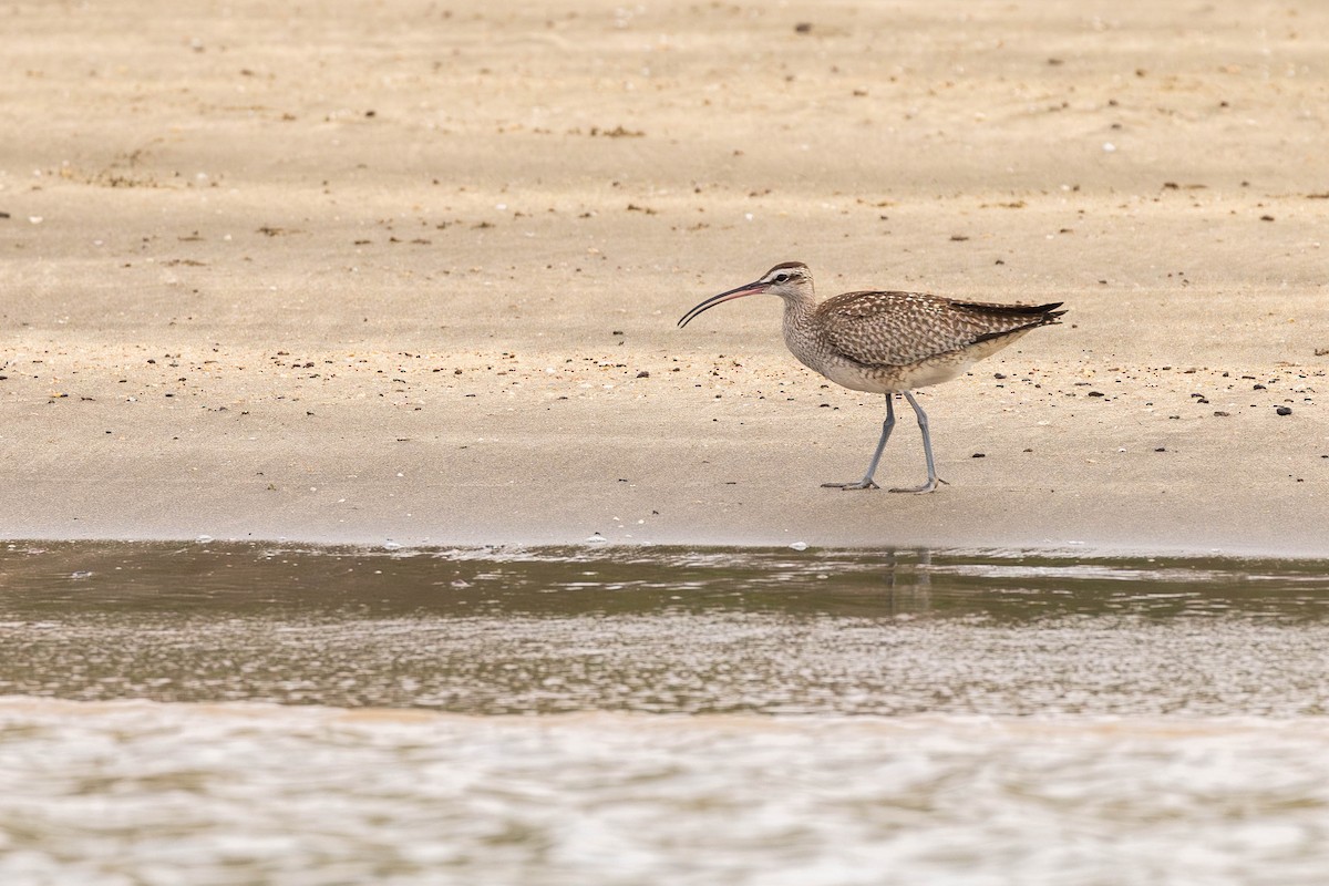 Whimbrel (Hudsonian) - ML622046547