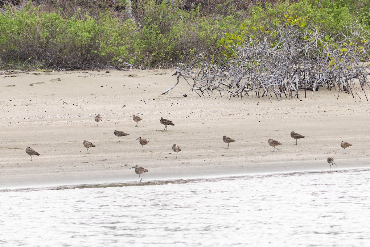 Whimbrel (Hudsonian) - Alex Lamoreaux