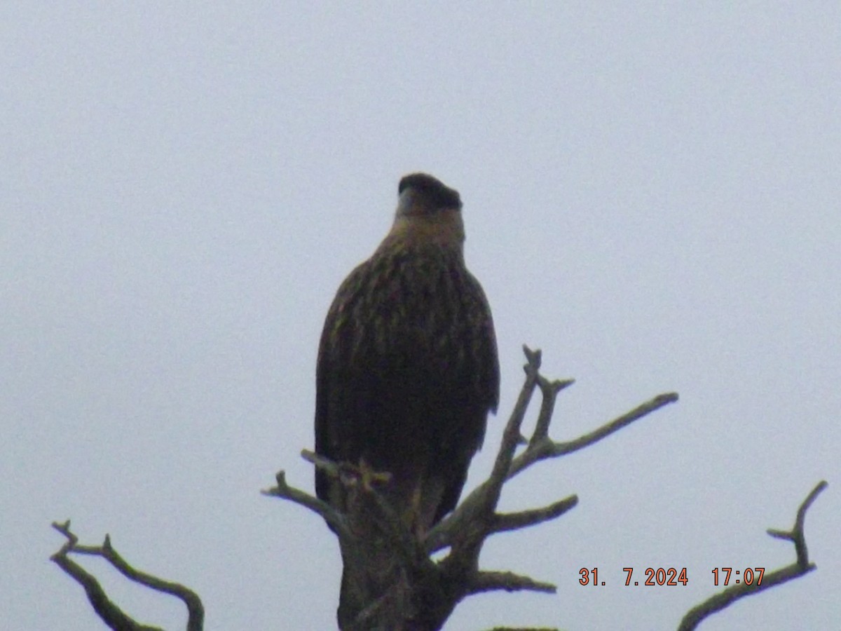 Crested Caracara - ML622046549