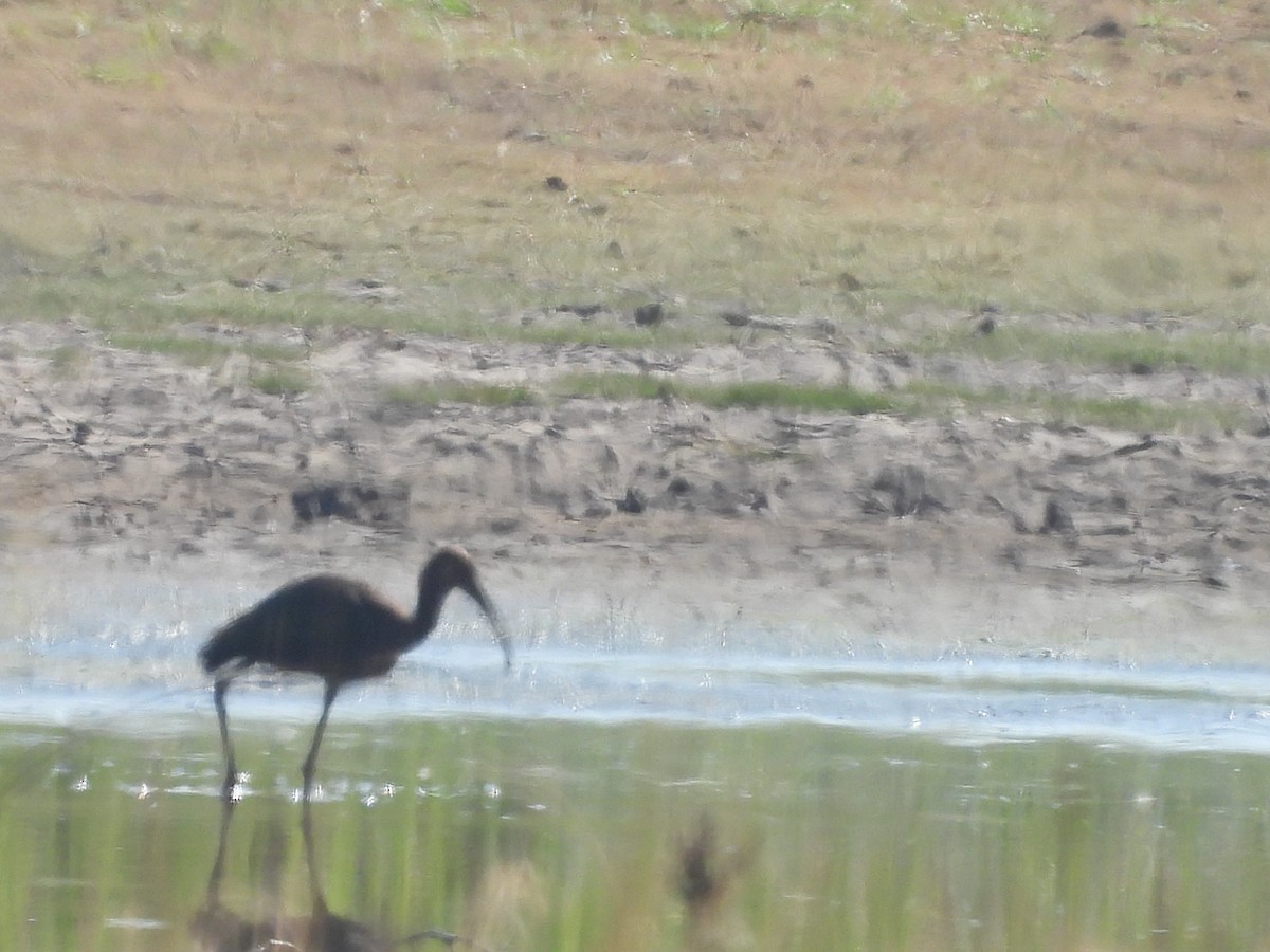 White-faced Ibis - ML622046550