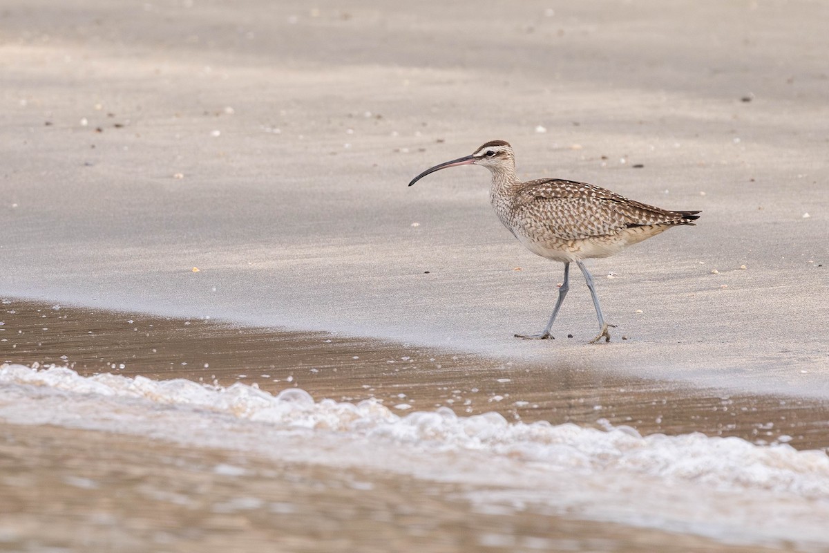 Whimbrel (Hudsonian) - ML622046551