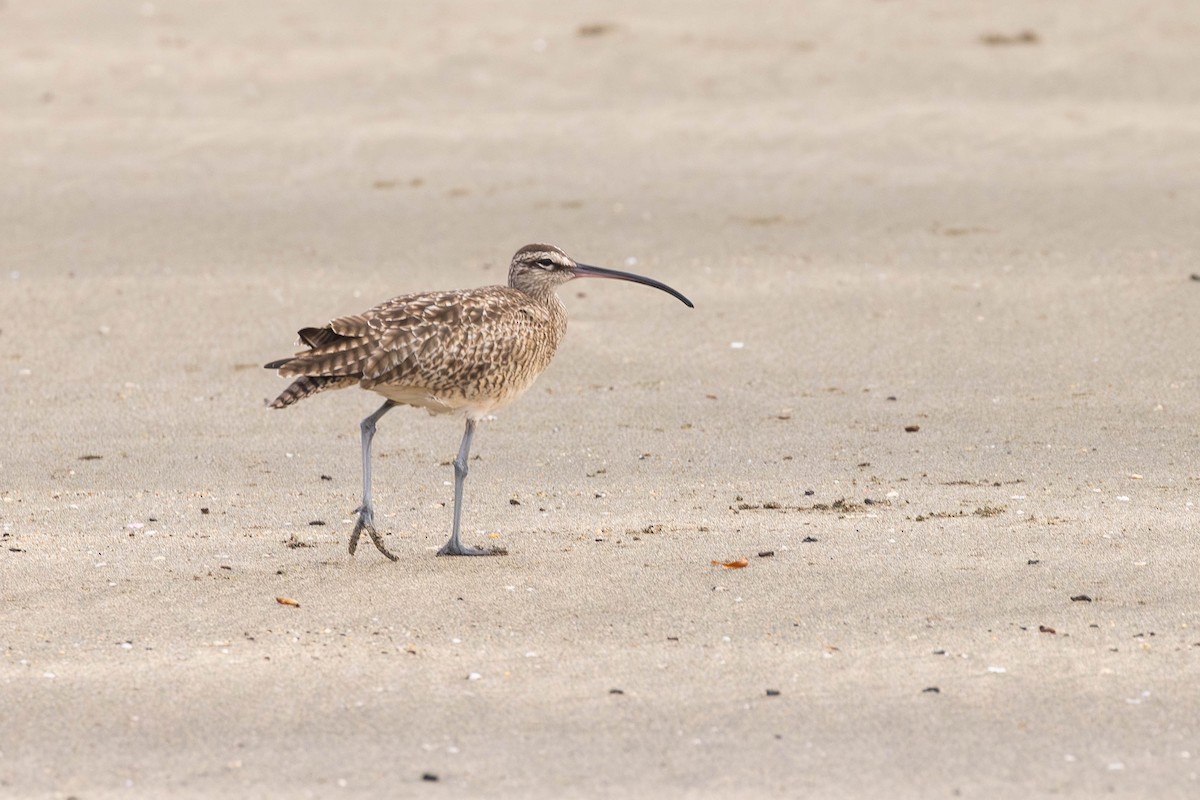 Whimbrel (Hudsonian) - ML622046552