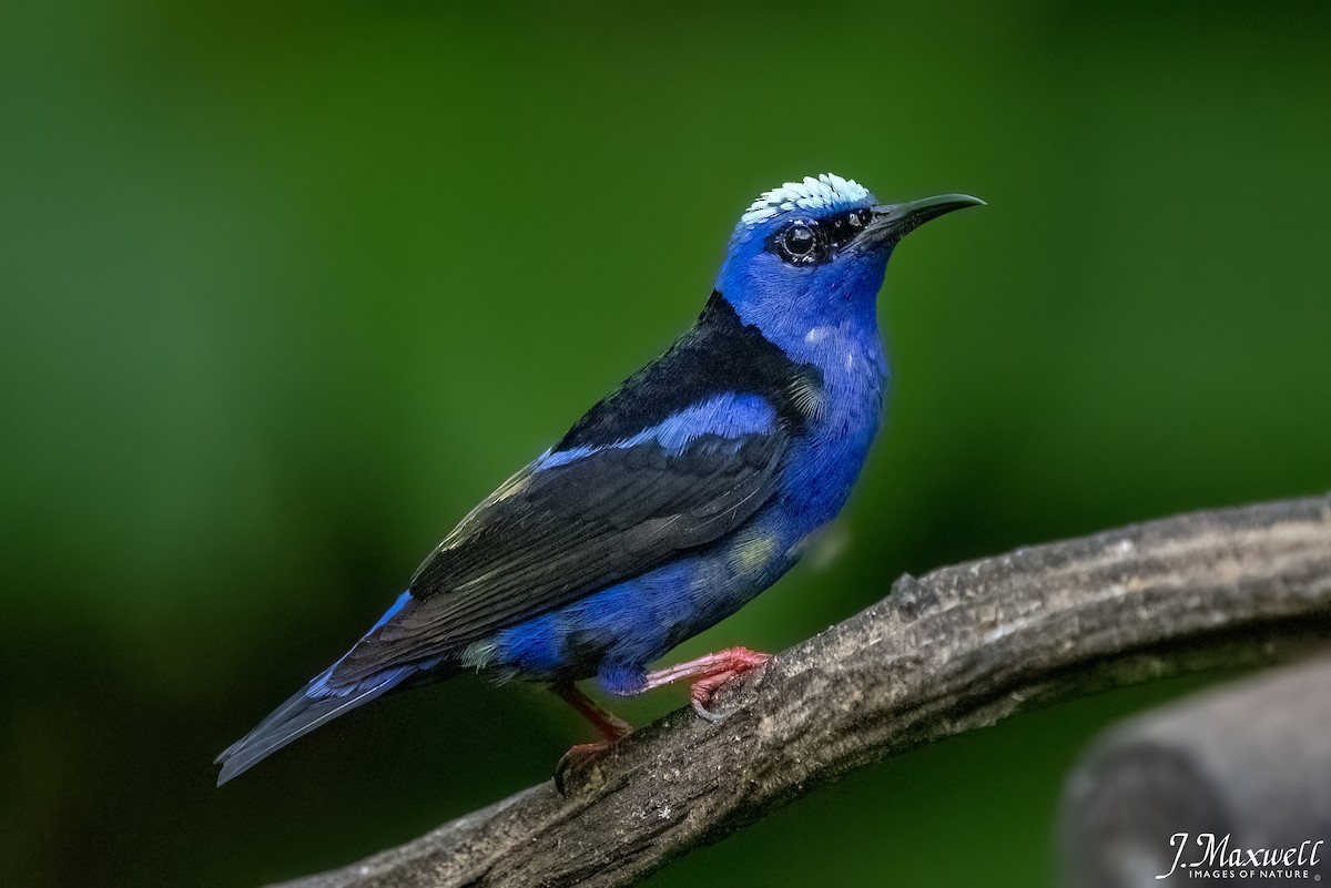 Red-legged Honeycreeper - ML622046554