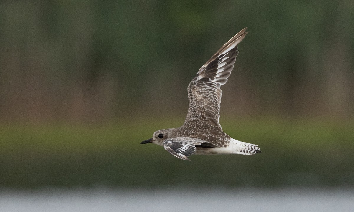 Black-bellied Plover - ML622046555