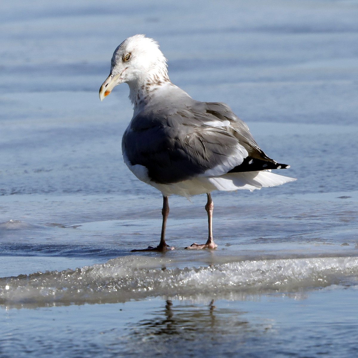 Herring Gull (American) - Kevin Munro Smith