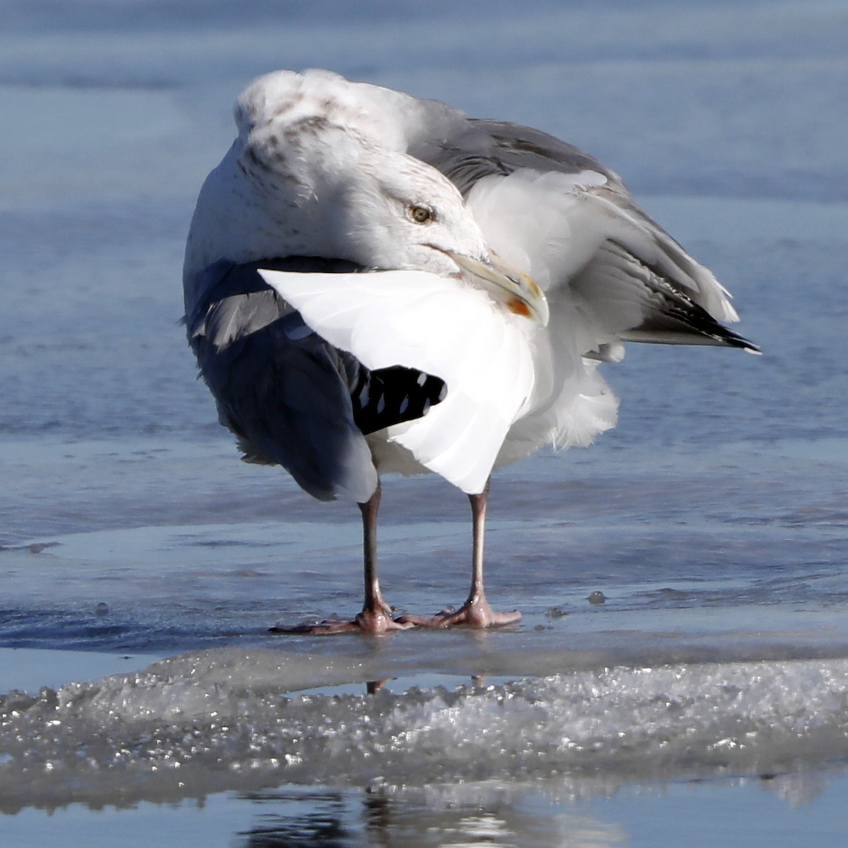 Herring Gull - ML622046557