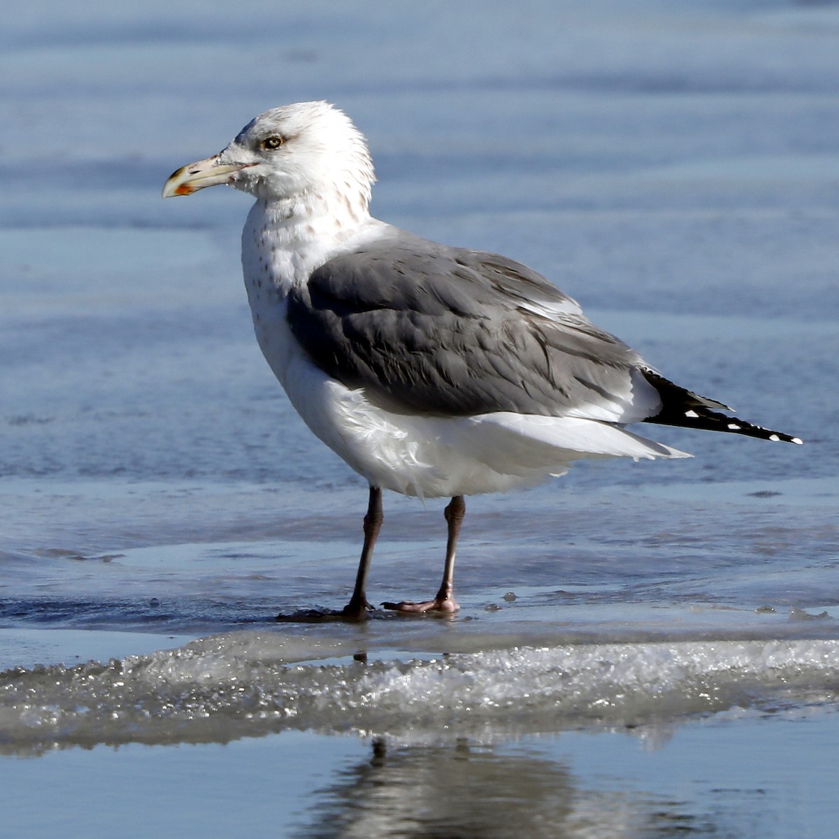 Herring Gull - ML622046558