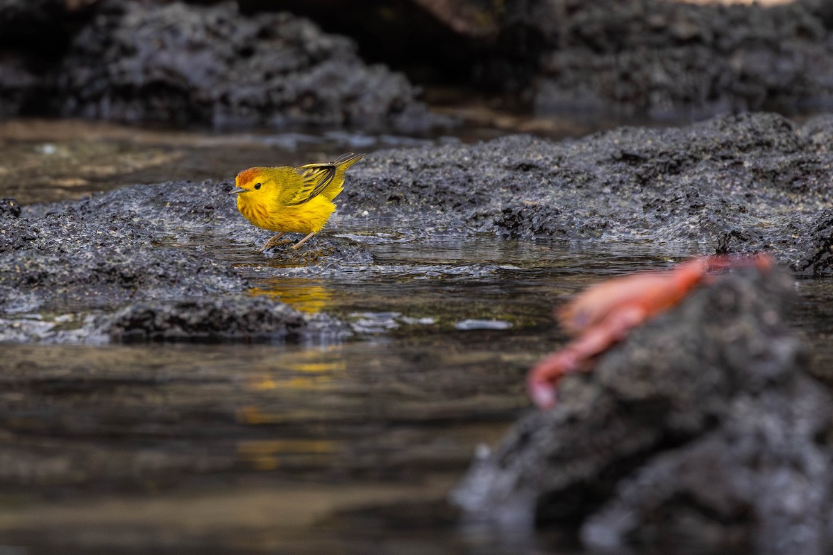 Yellow Warbler (Galapagos) - ML622046561