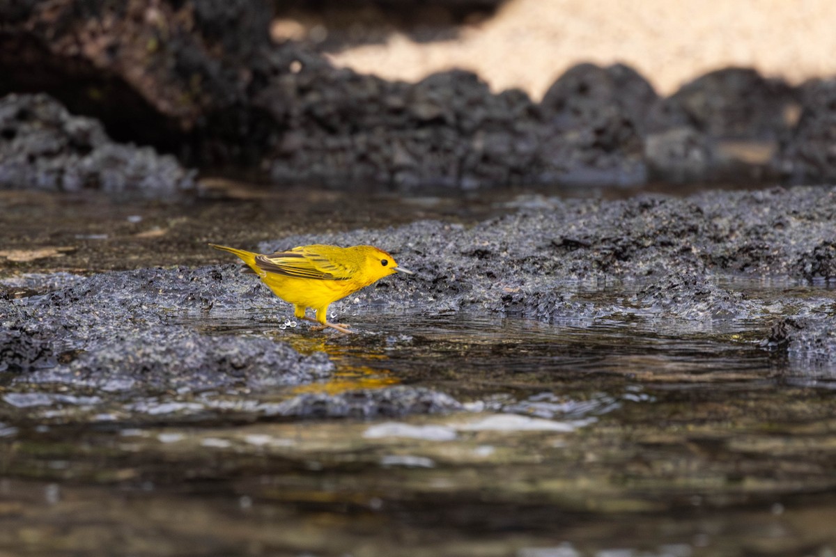 Yellow Warbler (Galapagos) - ML622046562
