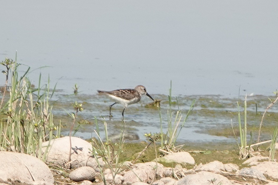 Western Sandpiper - ML622046563