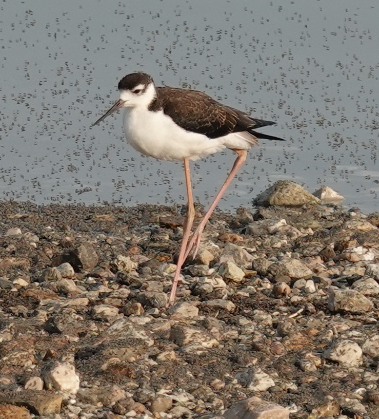 Black-necked Stilt - ML622046564