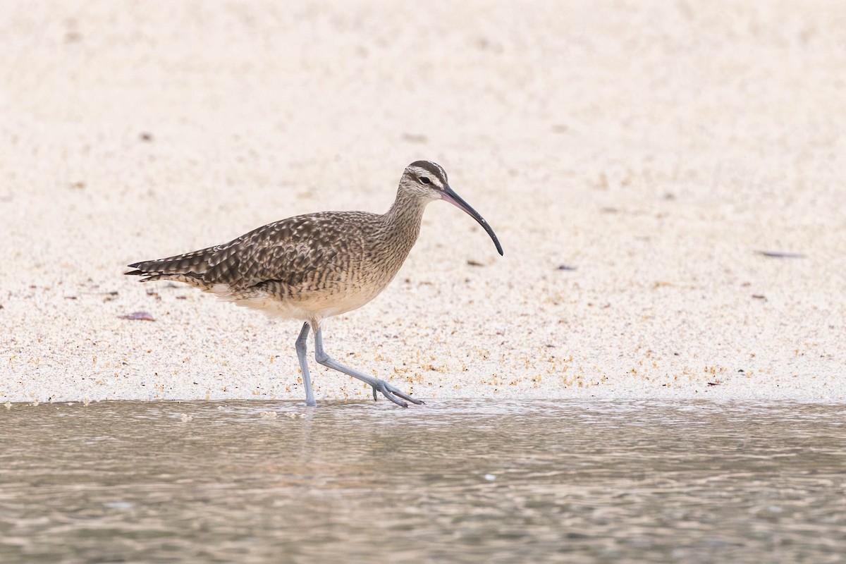 Regenbrachvogel (hudsonicus) - ML622046565