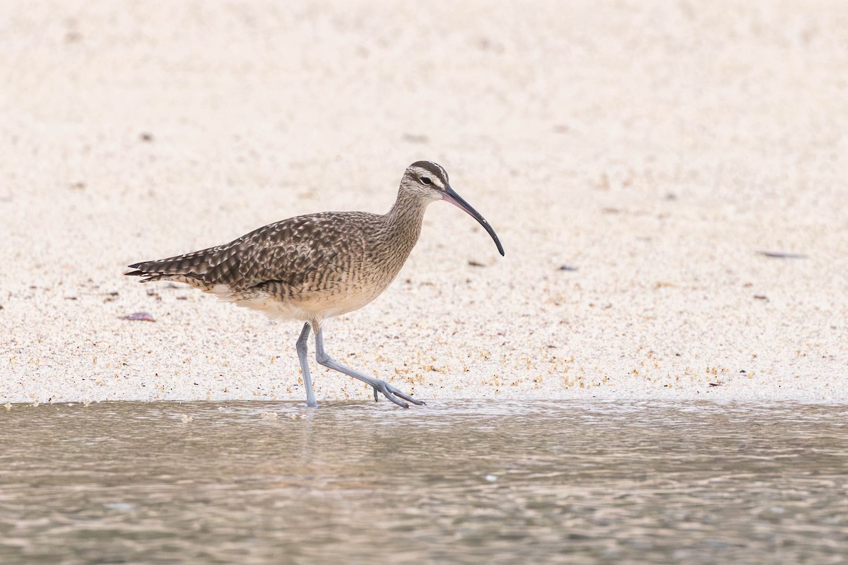 Whimbrel (Hudsonian) - ML622046565