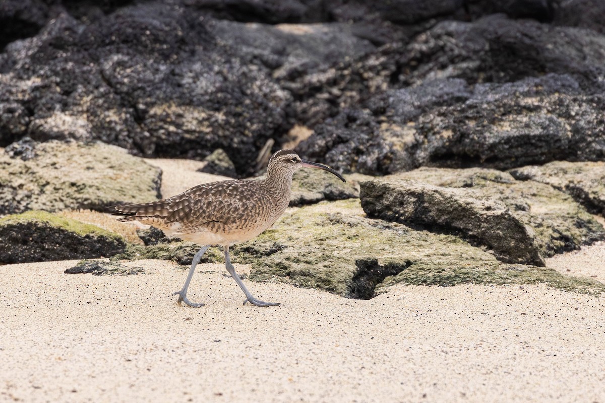 Whimbrel (Hudsonian) - ML622046566