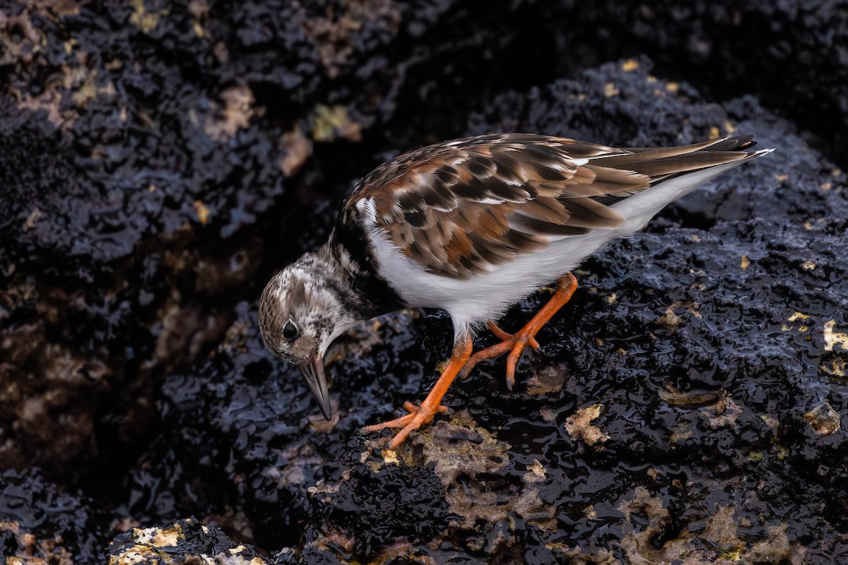 Ruddy Turnstone - ML622046573