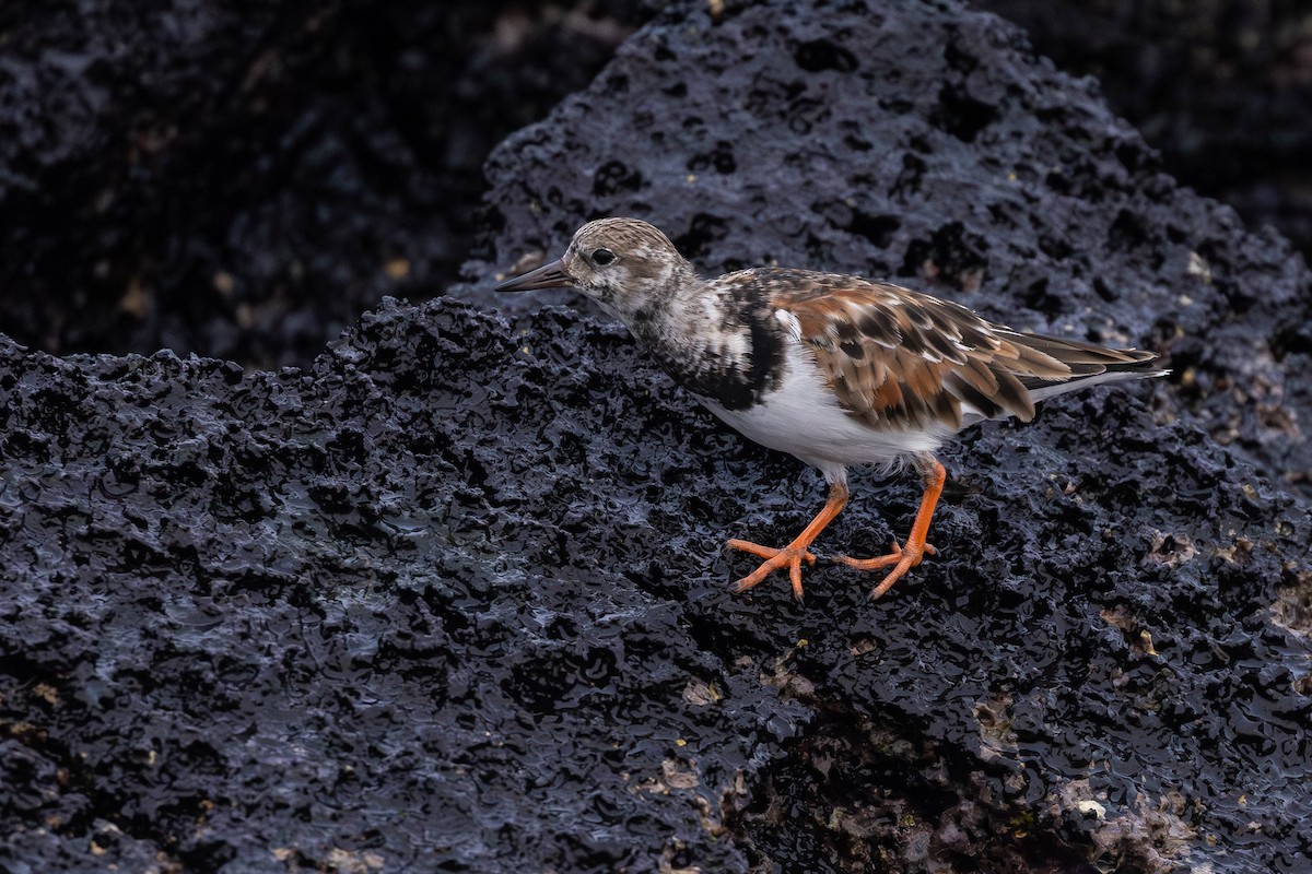 Ruddy Turnstone - ML622046574