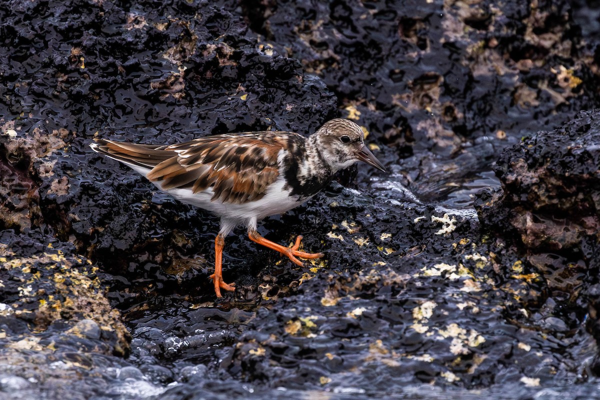 Ruddy Turnstone - ML622046575