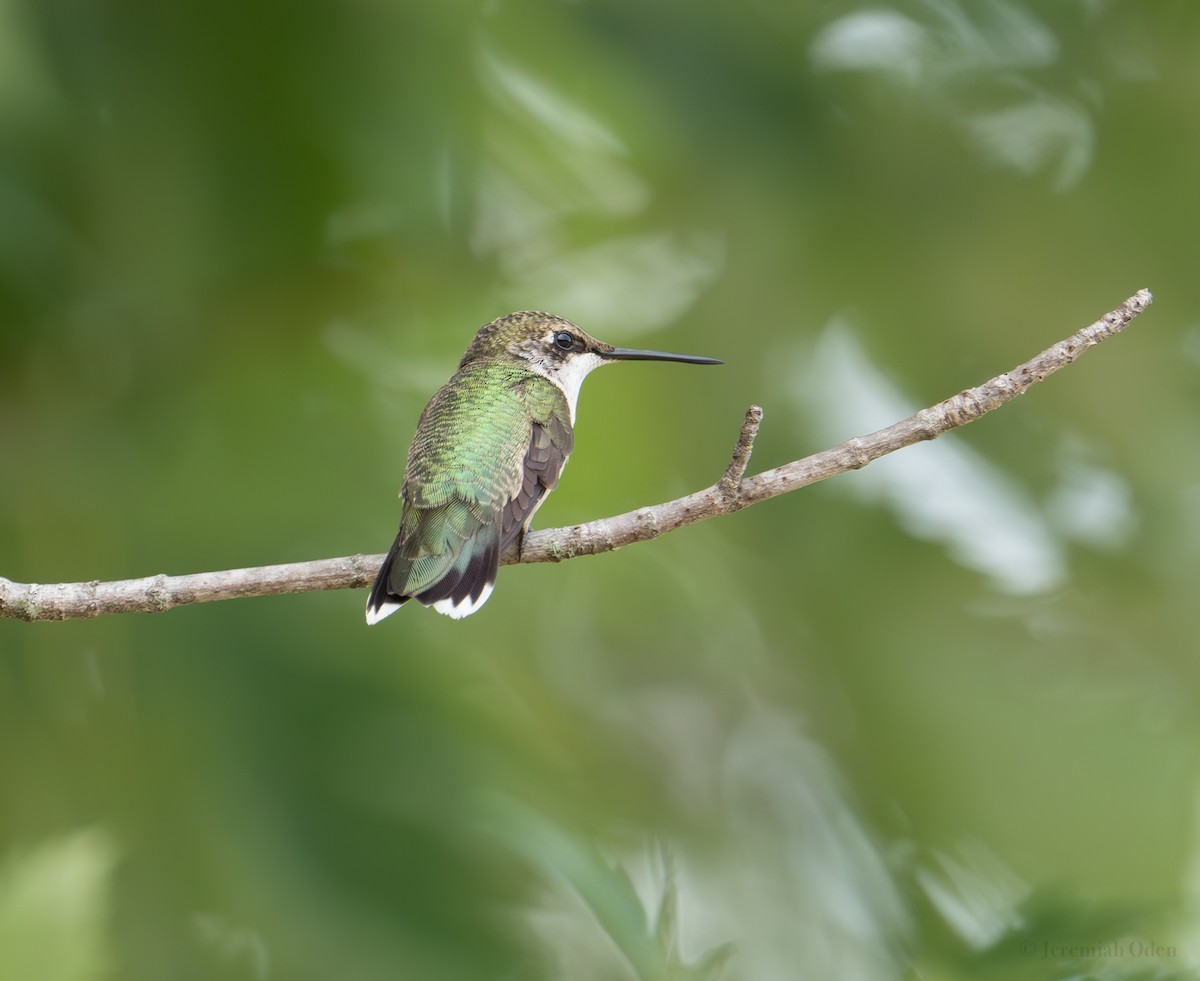 Ruby-throated Hummingbird - ML622046610