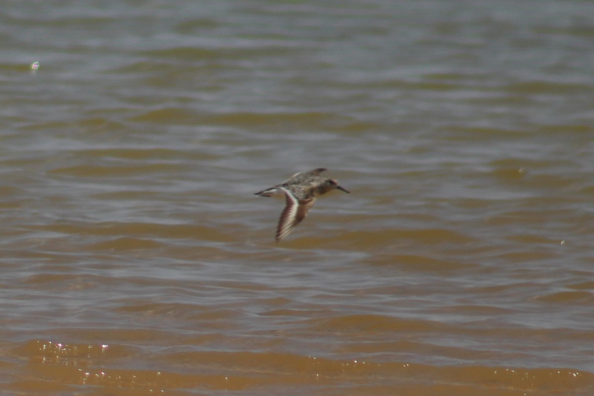 Sanderling - ML622046615