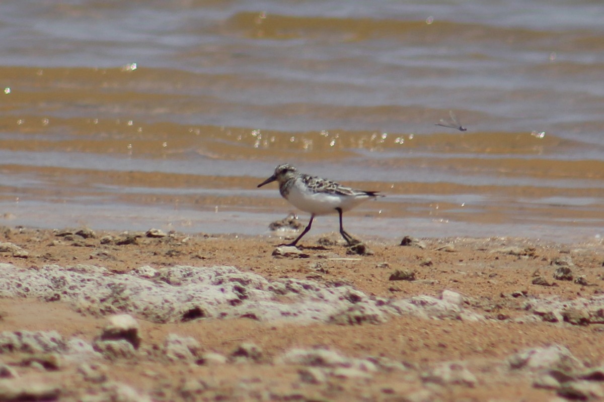 Sanderling - ML622046616