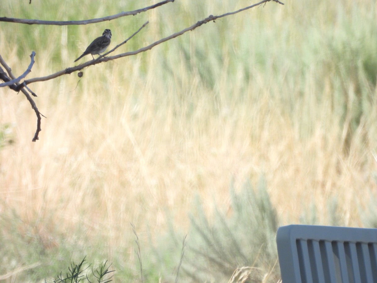 Lark Sparrow - ML622046617