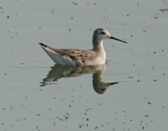 Wilson's Phalarope - ML622046619