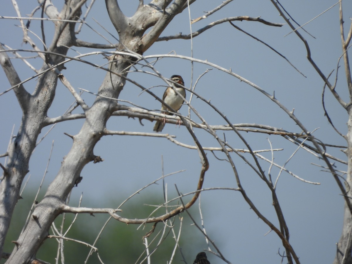 Lark Sparrow - ML622046620