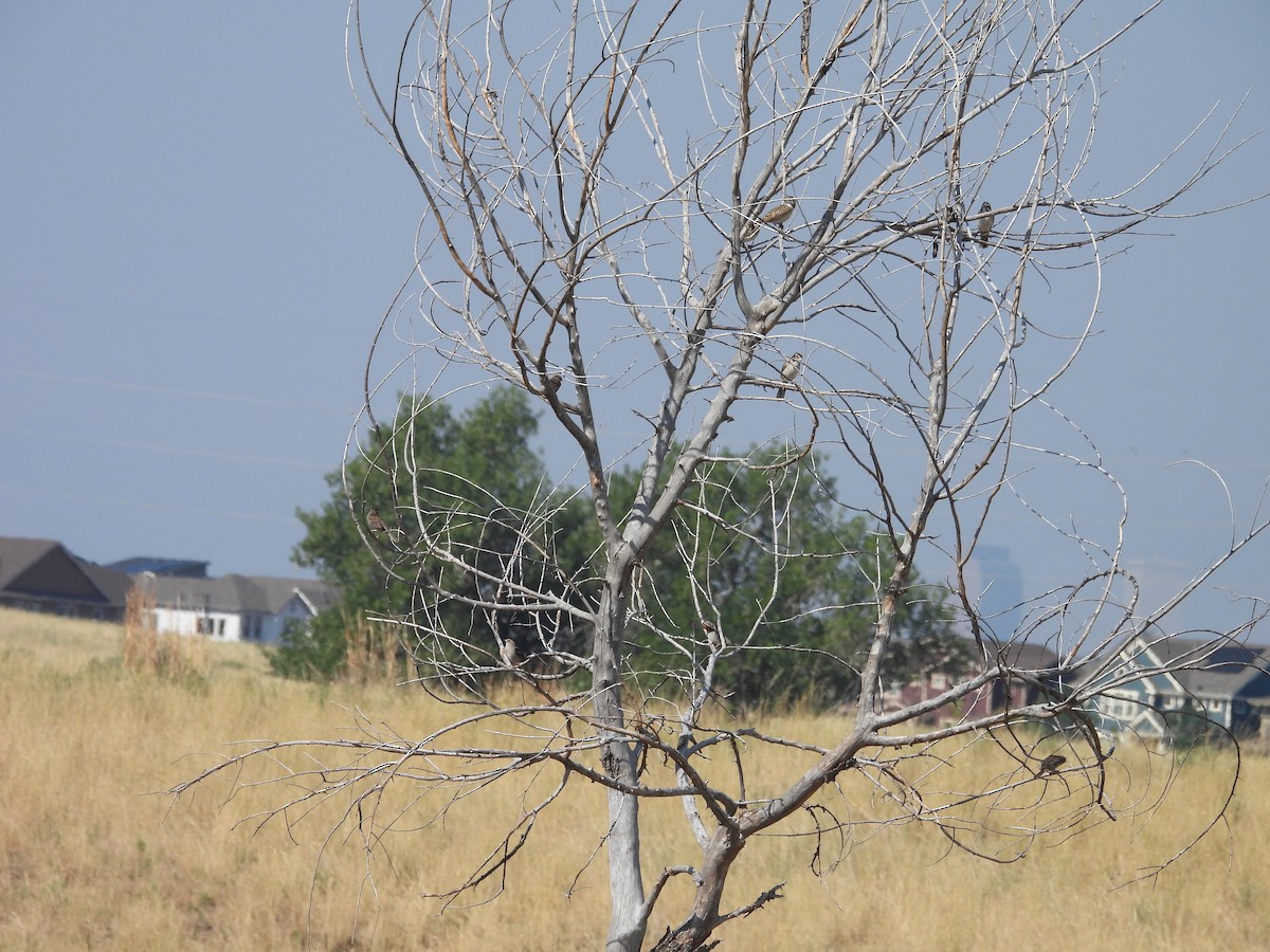 Lark Sparrow - E White